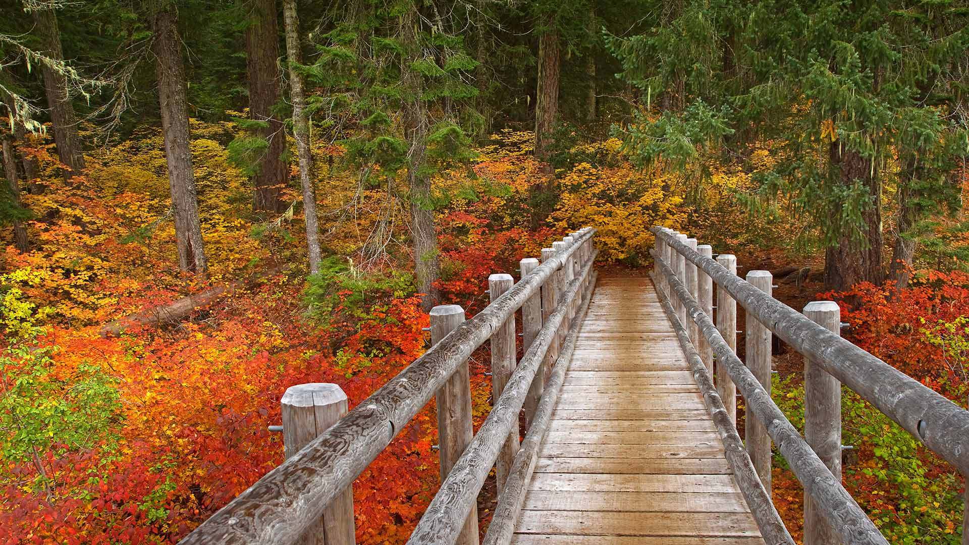 微软壁纸探索世界1117-威拉米特国家森林麦肯齐河步道（Mackenzie River National Recreational Trail）