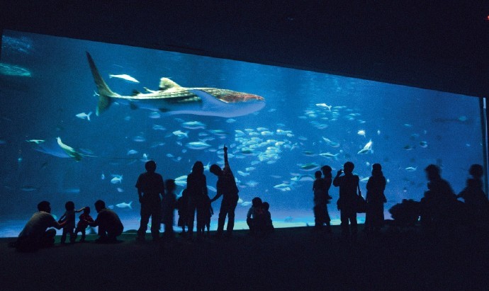 《集合啦！动物森友会》x 鹿儿岛水族馆 线下联动预告