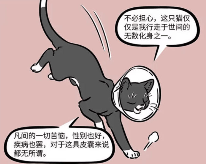 《非人哉》：观音化身黑猫在宠物医院，九月担忧其安危