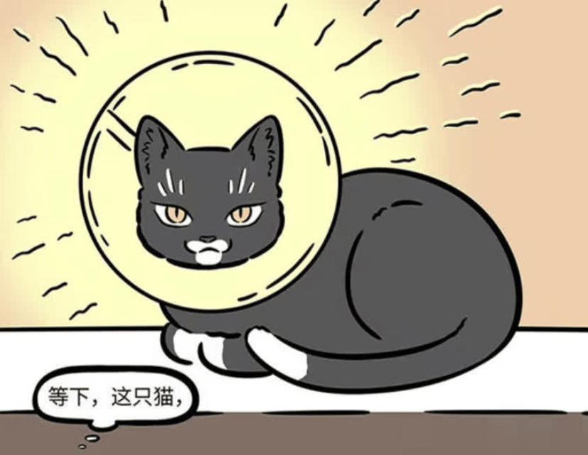 《非人哉》漫画版：九月带徐哼唧就医，意外遇见观音化身黑猫