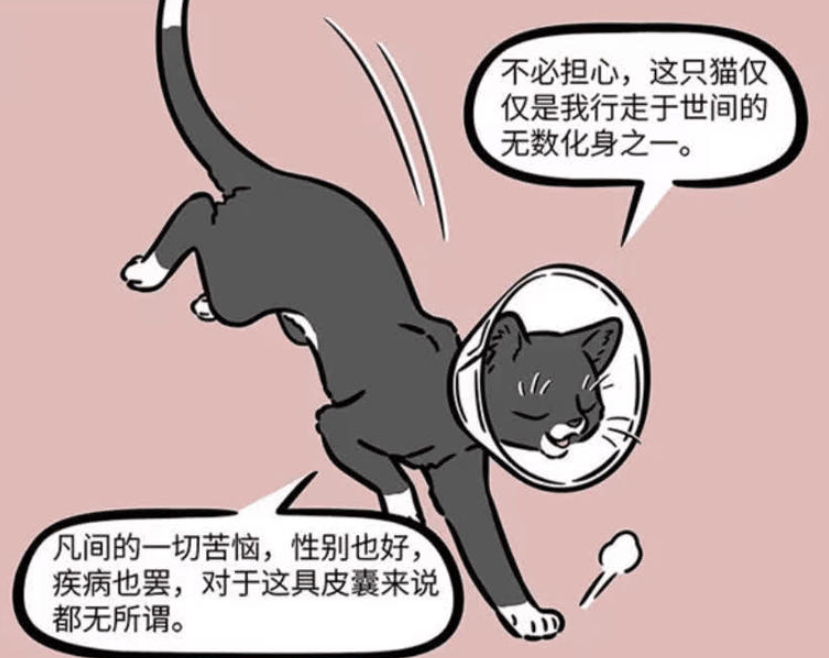 《非人哉》漫画版更新，九月探秘观音化身黑猫在宠物医院的使命与困境