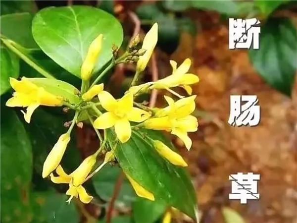 【冷知识】钩吻俗称“断肠草”，花和金银花特别相像